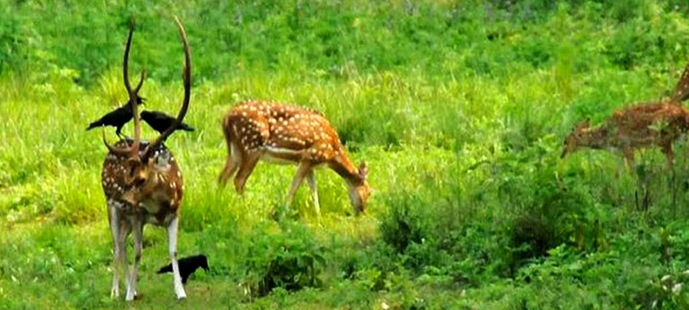 Jungle Safari Tour