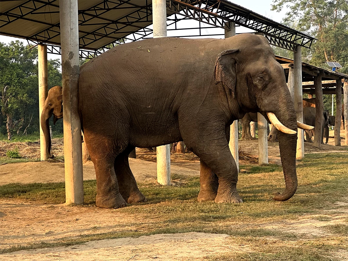 1 night 2 days Chitwan Jungle Safari