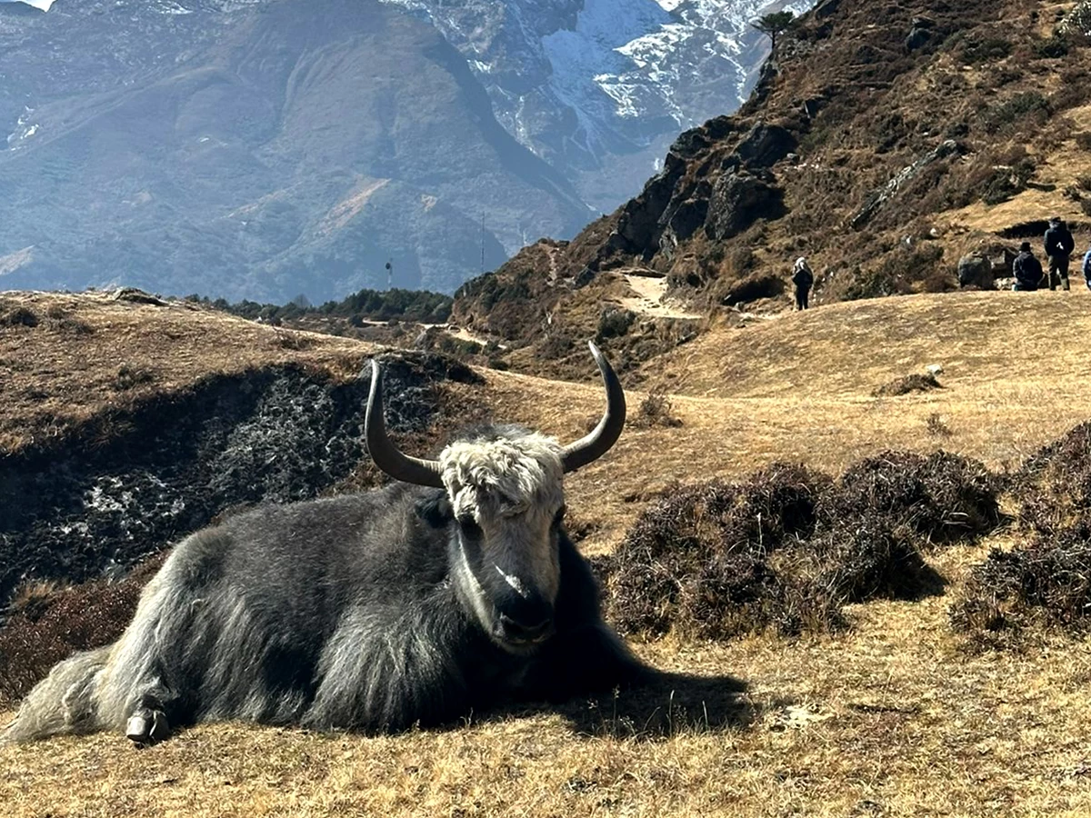 Everest View Trek