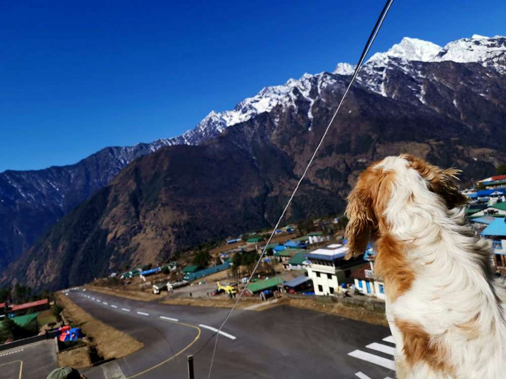 Everest dog