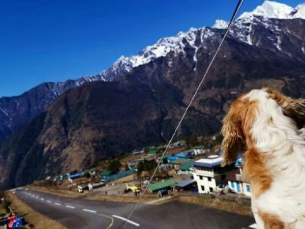Thumb everest dog