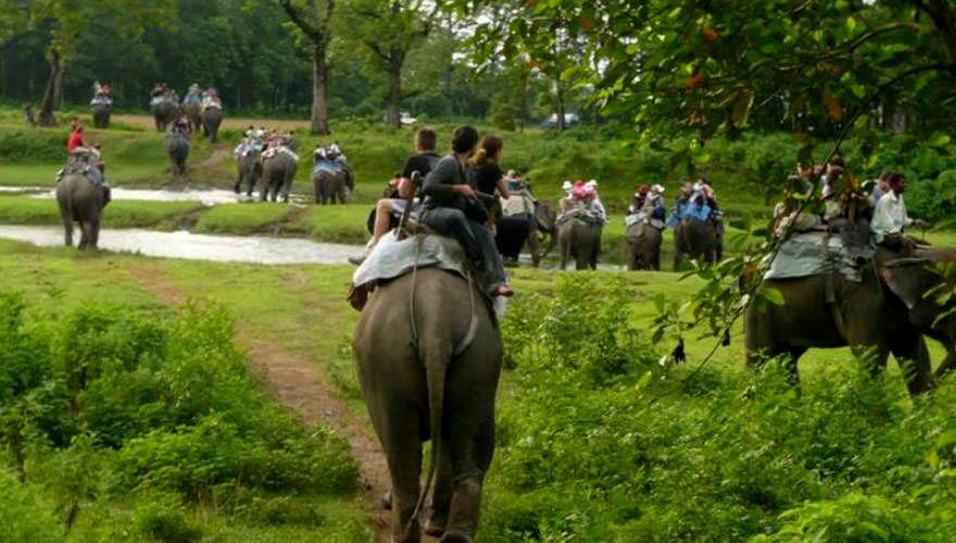 Chitwan Jungle Safari Tour 1 night 2 days