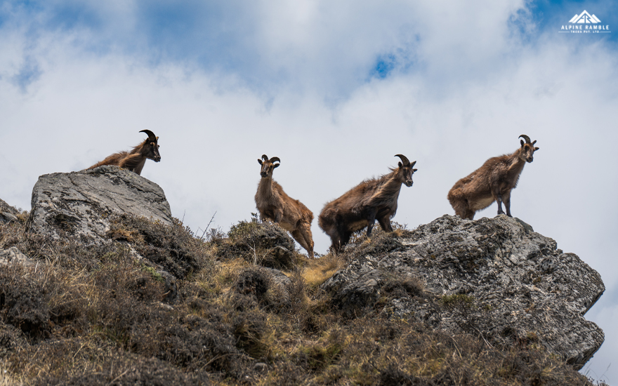 wildlife ebc