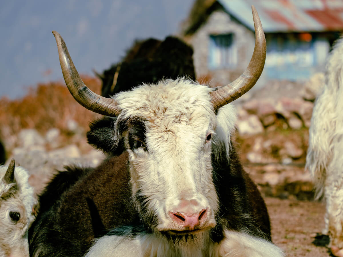 yaks in the langtang himalayas