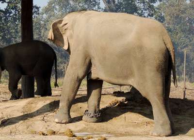elephant kids