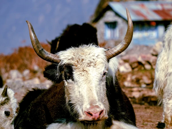 Yak In Langtang Nepal