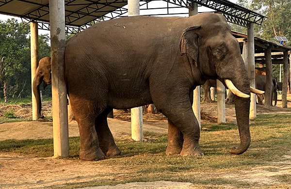 1 night 2 days Chitwan Jungle Safari